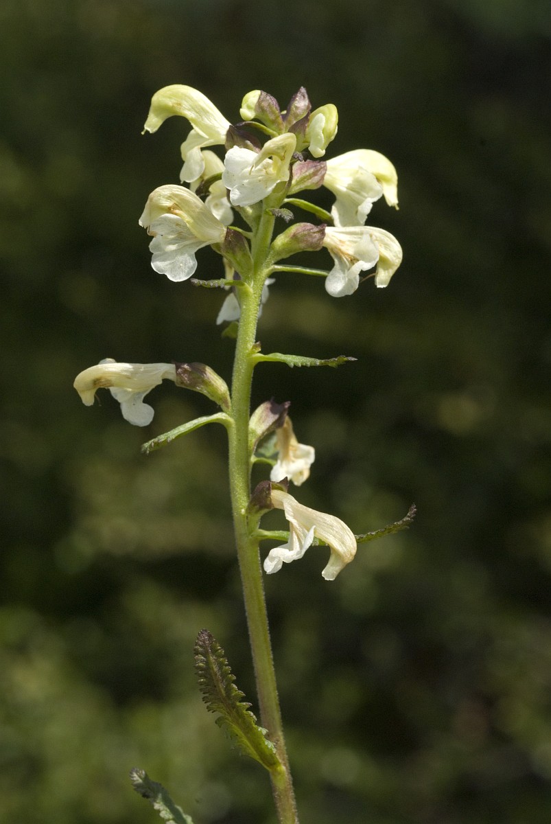 Pedicularis lapponica, Lapland Lousewort